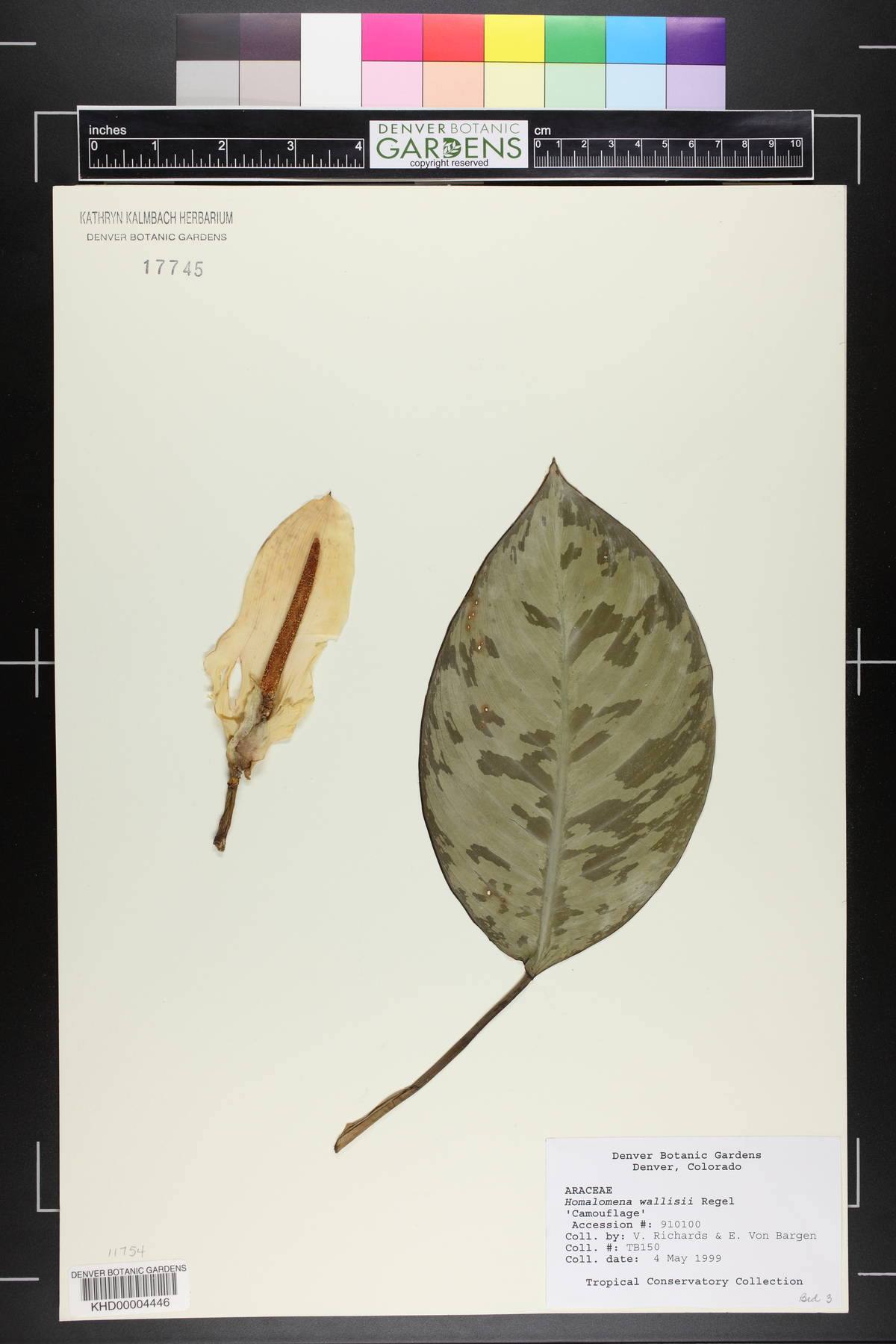 Adelonema wallisii image