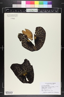 Aristolochia gigantea image