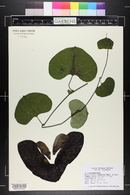 Aristolochia gigantea image