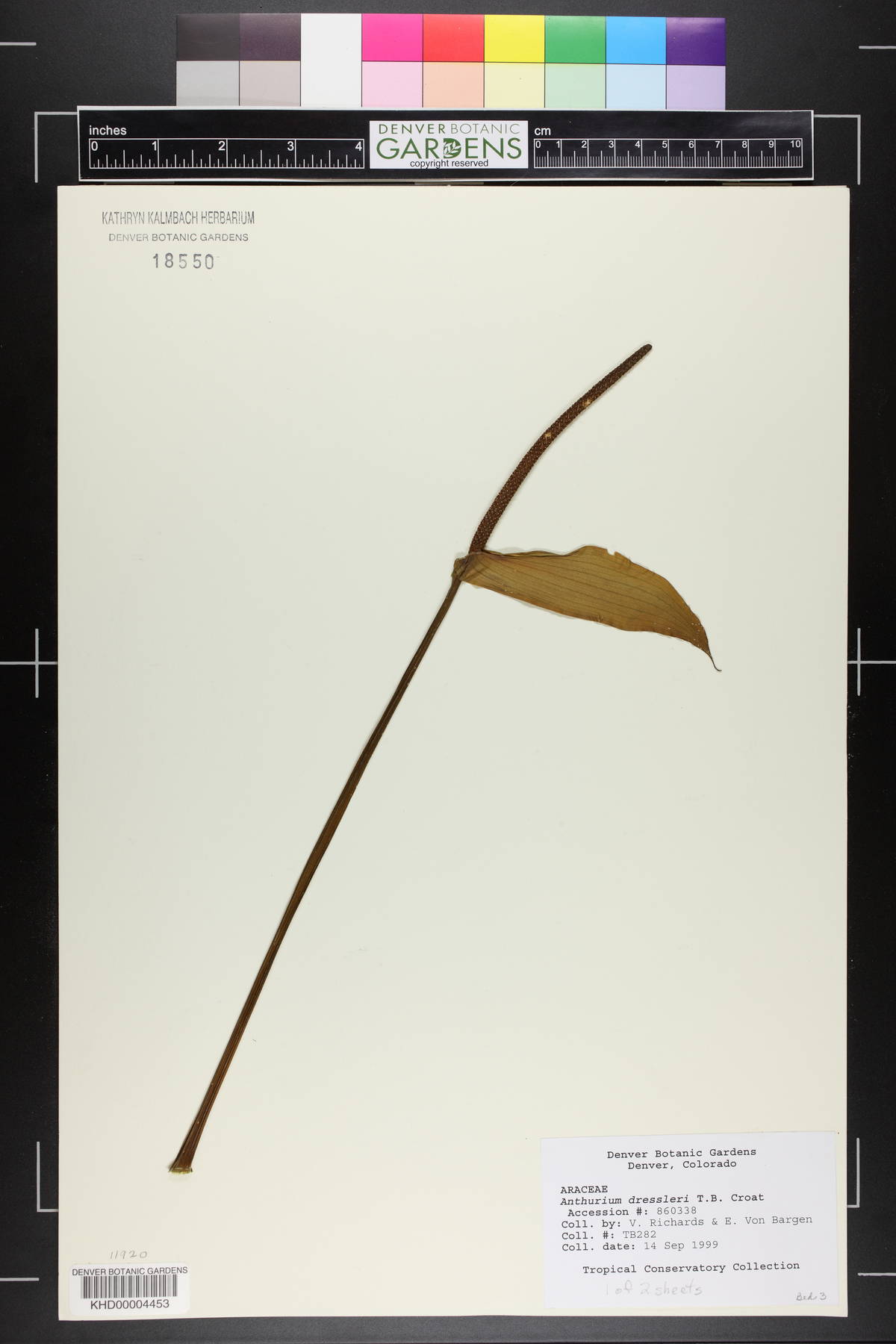 Anthurium dressleri image