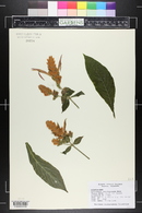 Aphelandra sinclairiana image