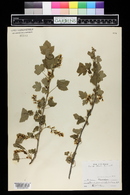 Ribes americanum image