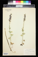 Delphinium strictum image