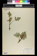 Hydrophyllum capitatum image