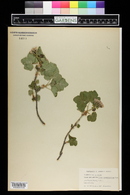 Ribes viscosissimum image