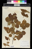 Viburnum rafinesqueanum image