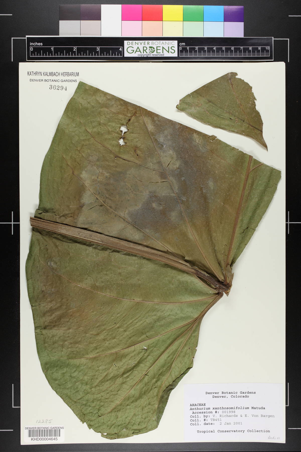 Anthurium titanium image