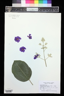 Tibouchina granulosa image