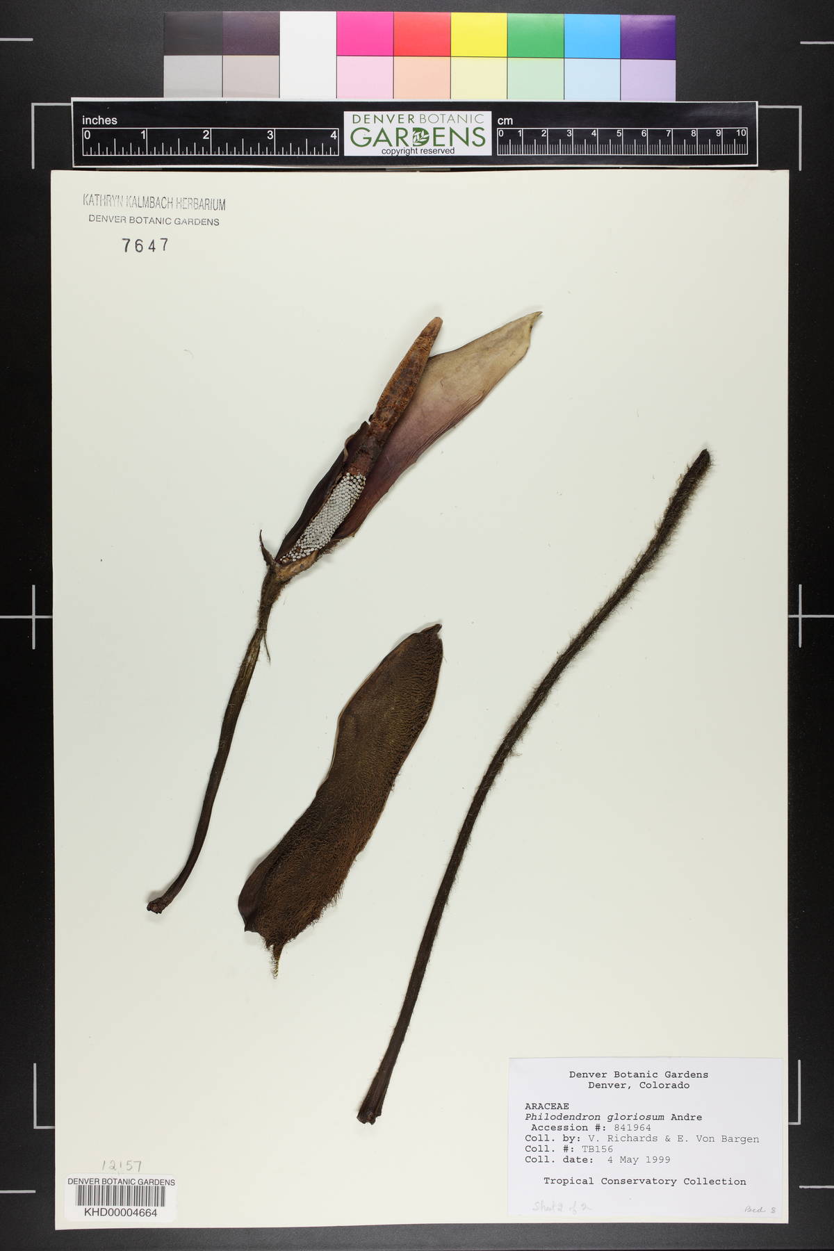 Philodendron gloriosum image