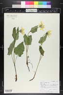 Arnica cordifolia image