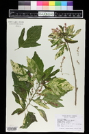 Acalypha wilkesiana image