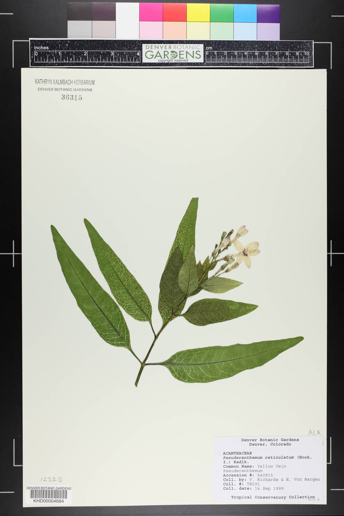 Pseuderanthemum maculatum image