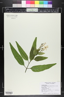 Pseuderanthemum carruthersii image