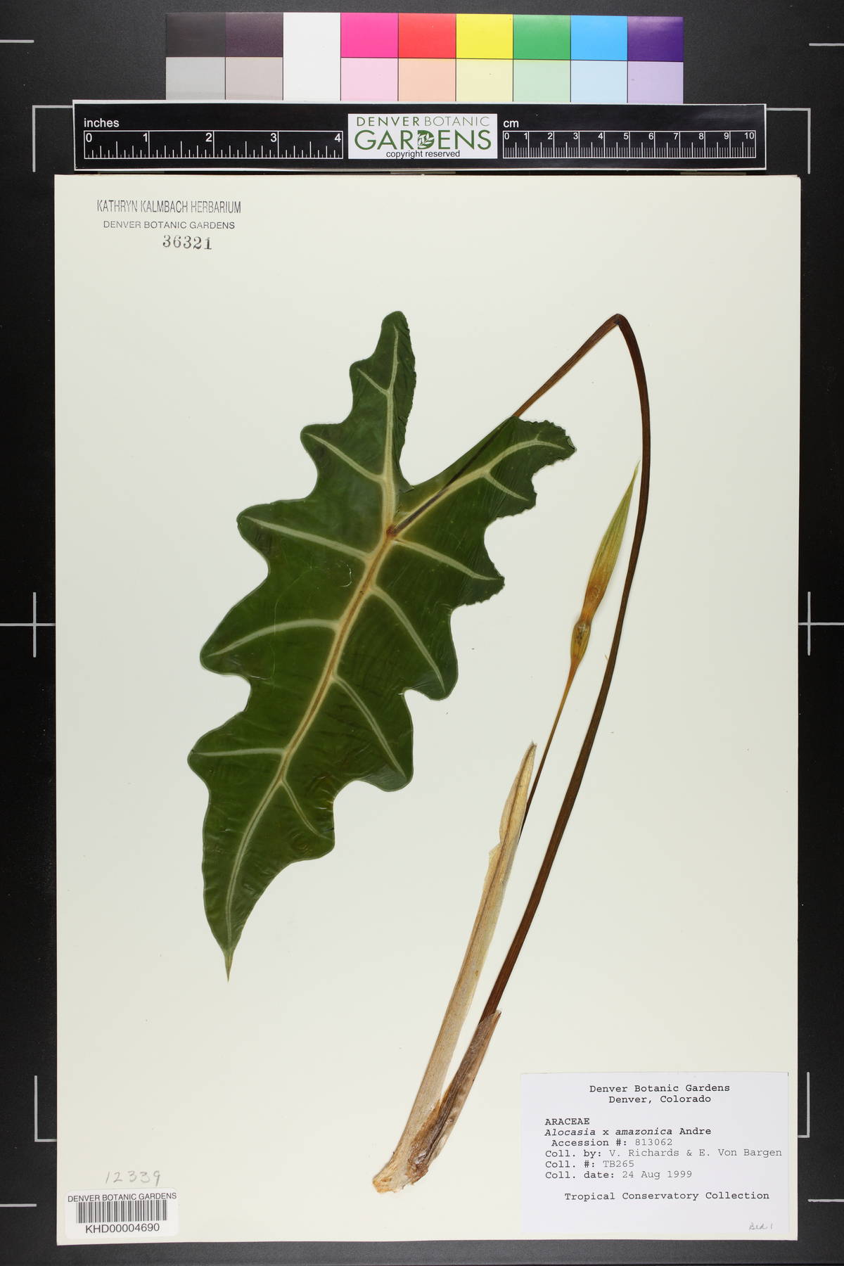 Alocasia x mortfontanensis image