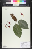 Aphelandra aurantiaca image