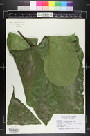 Anthurium watermaliense image