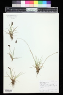 Luzula spicata image