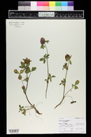 Trifolium pratense image