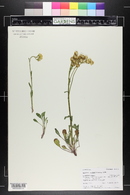 Packera tridenticulata image