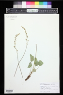 Heuchera parvifolia image