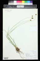 Carex hoodii image