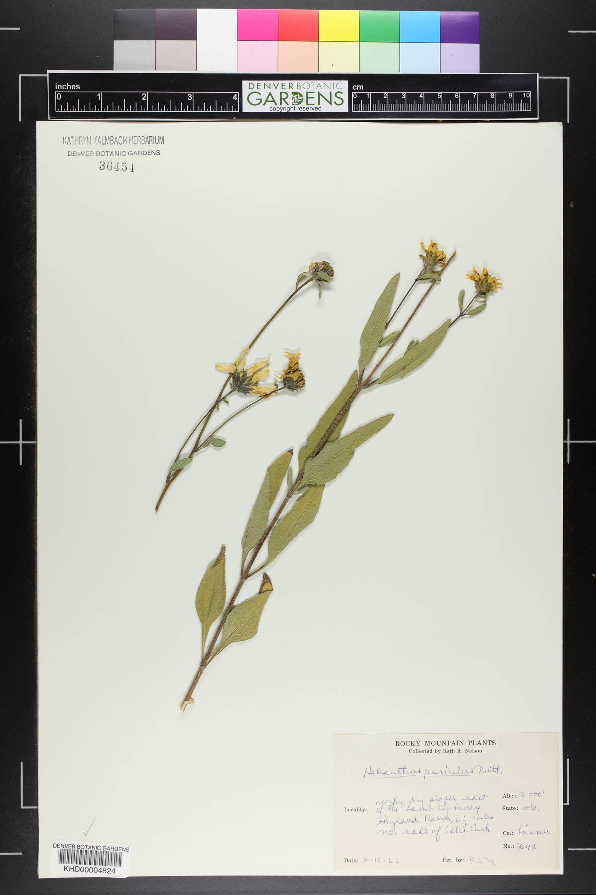 Helianthus pumilus image