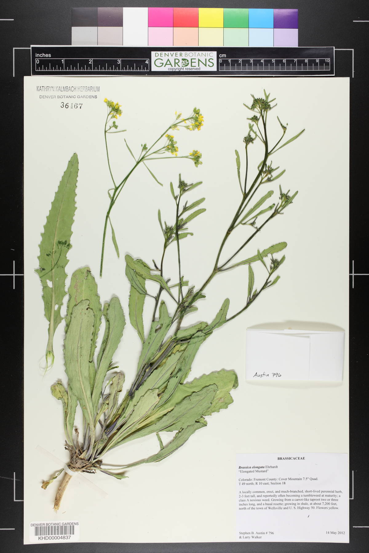 Brassica elongata image