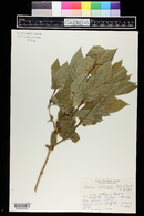 Lonicera involucrata image