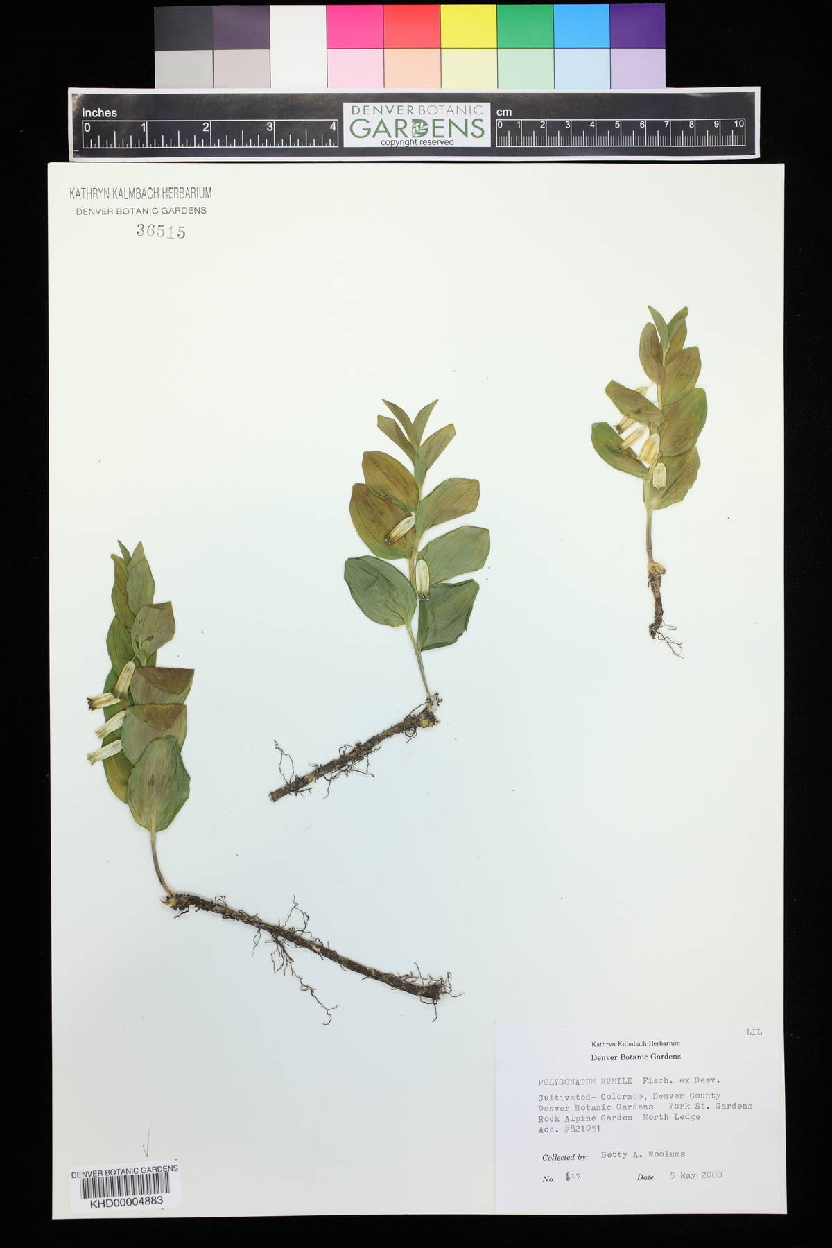 Polygonatum humile image