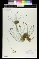 Dianthus subacaulis image
