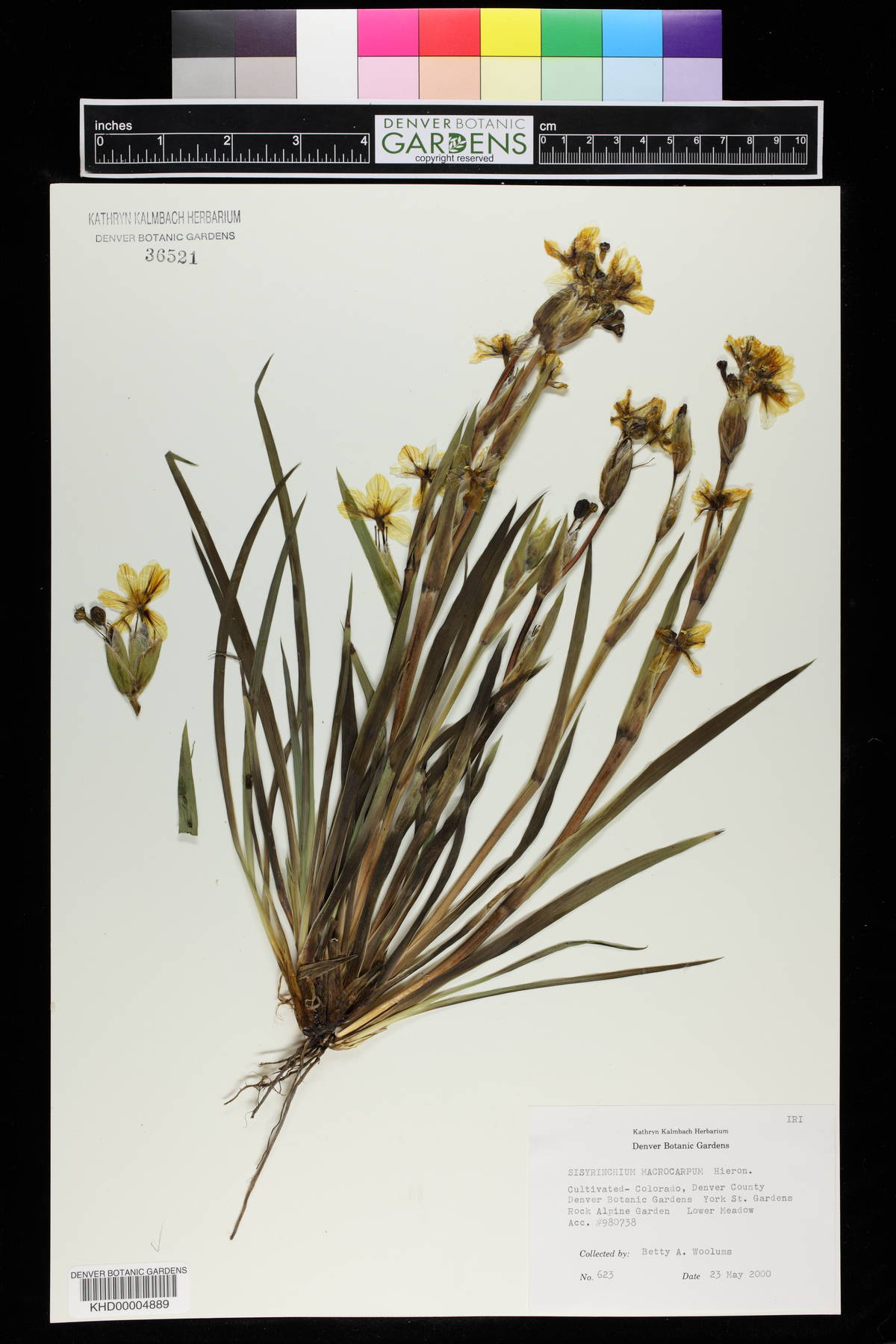Sisyrinchium macrocarpum image