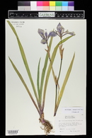 Iris x robusta image