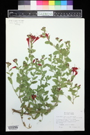 Epilobium canum image