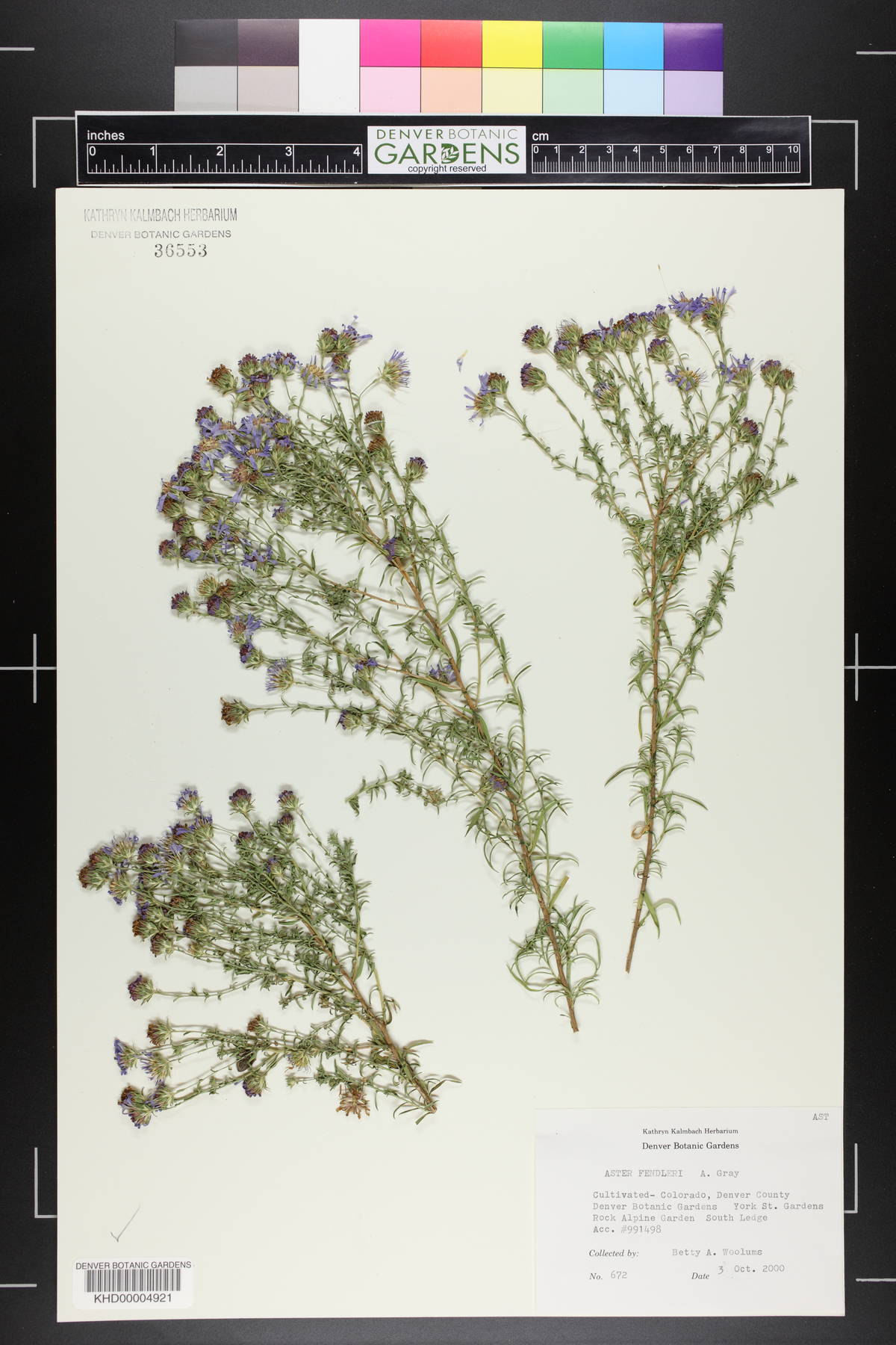 Symphyotrichum fendleri image