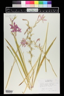 Hesperantha coccinea image