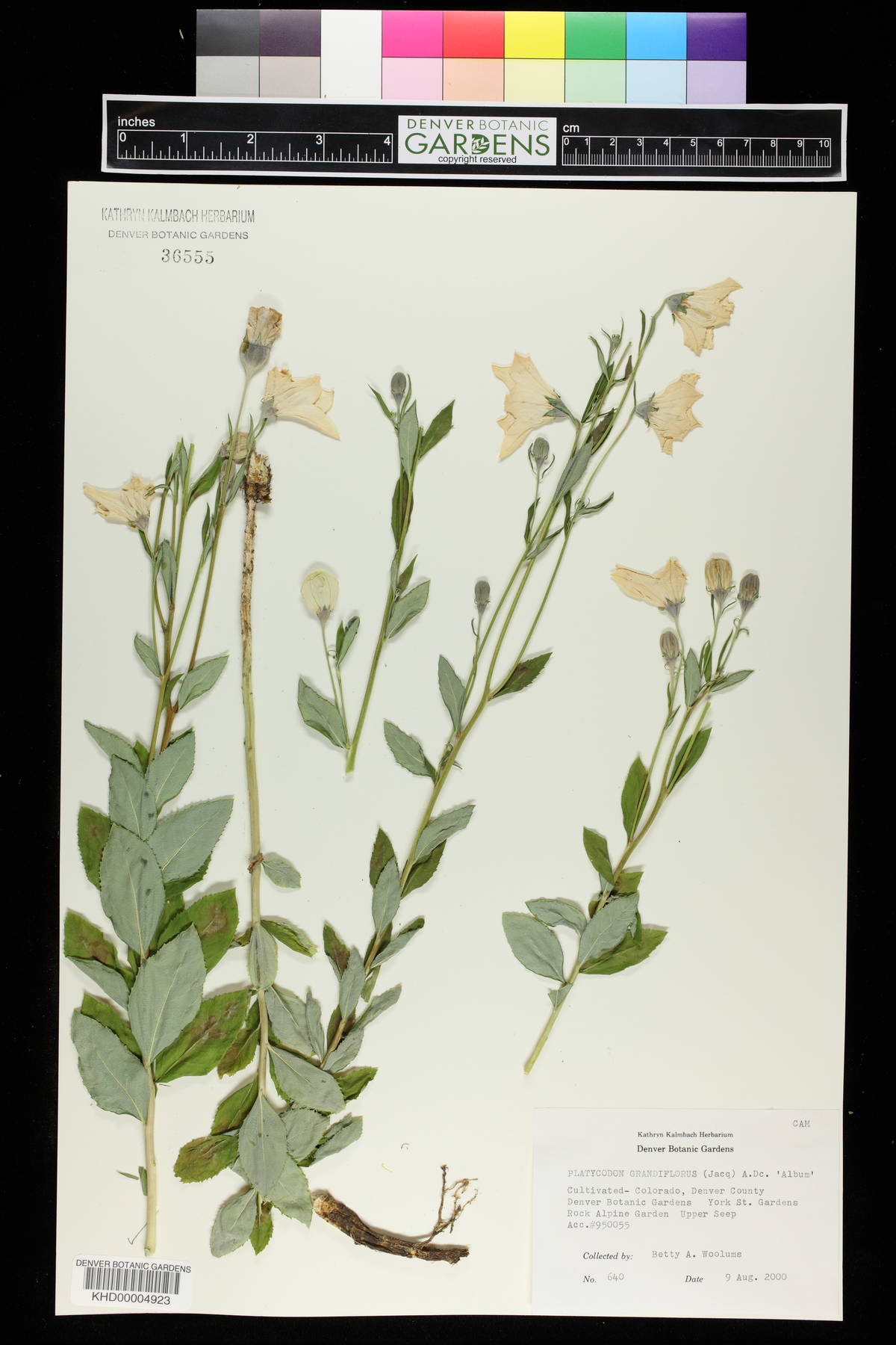 Platycodon grandiflorus image