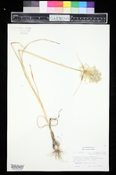 Allium carinatum image