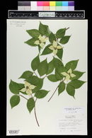 Cornus kousa subsp. chinensis image