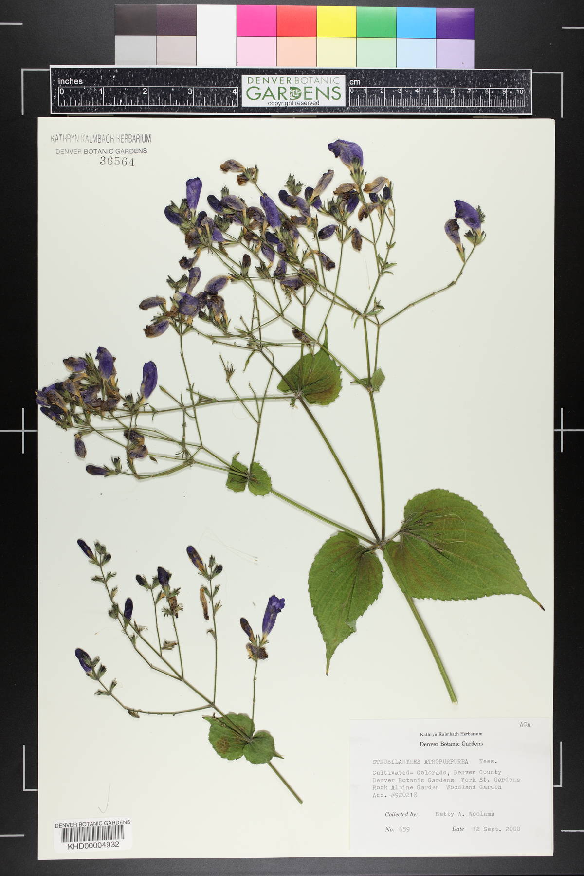 Strobilanthes atropurpurea image