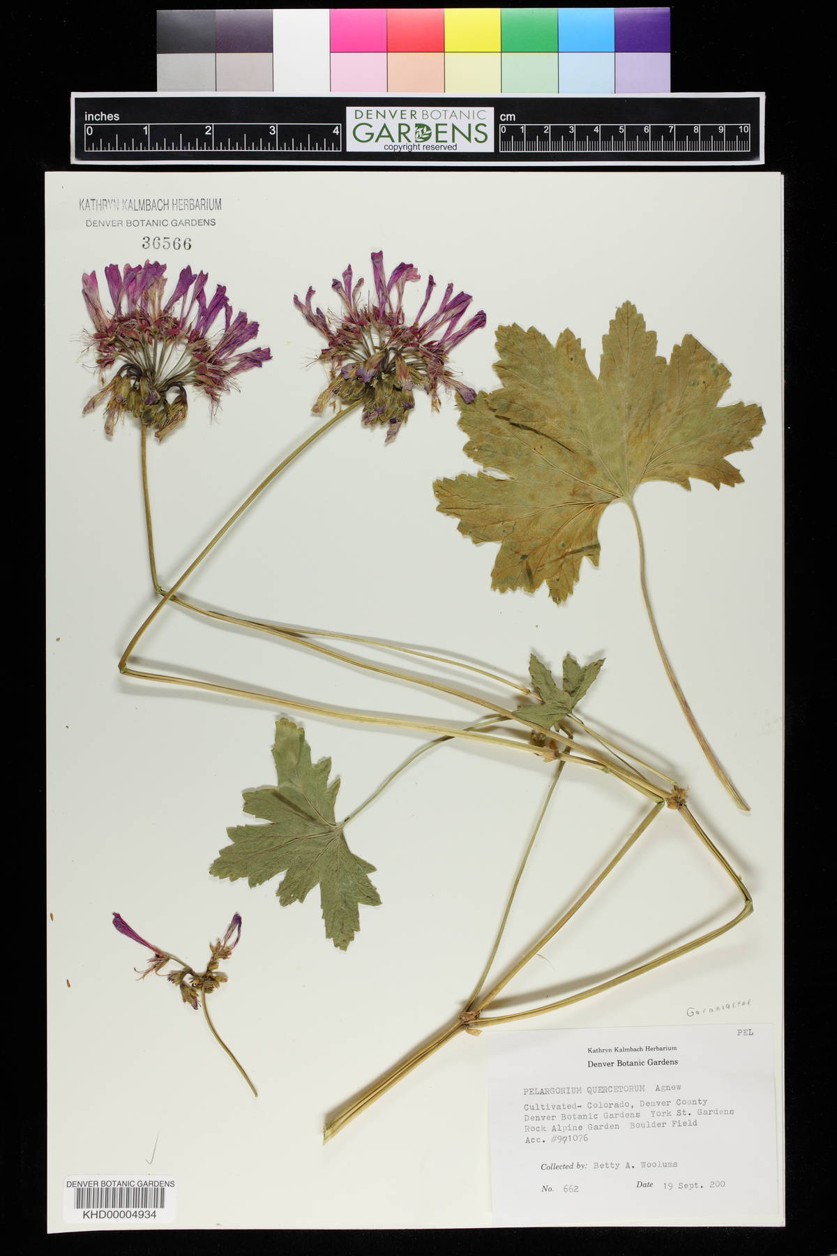 Pelargonium quercetorum image