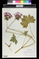 Image of Pelargonium quercetorum