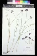 Allium cyaneum image