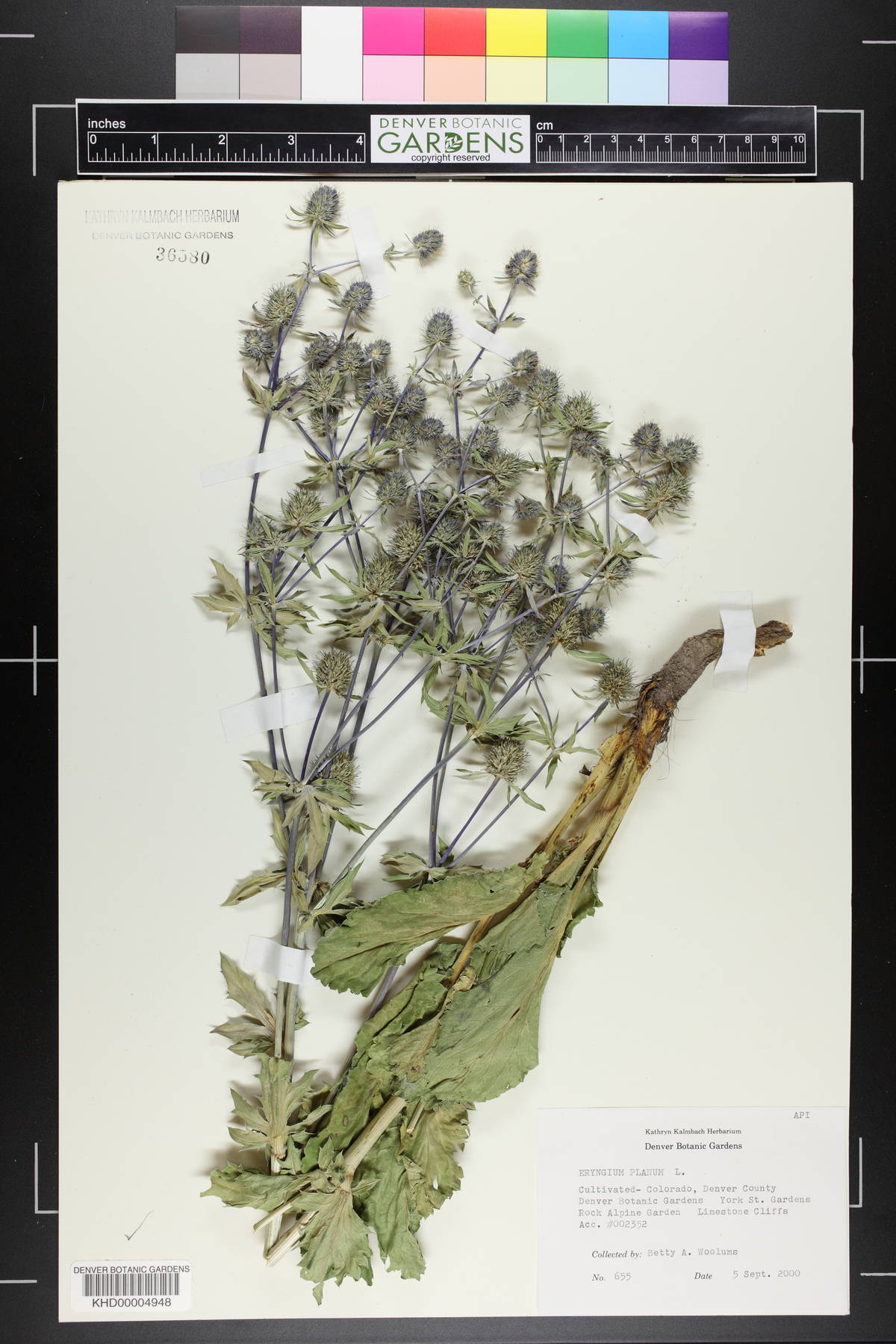 Eryngium planum image