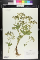 Peucedanum litorale image