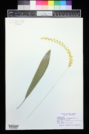 Dendrochilum cobbianum image