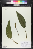 Aglaonema commutatum image