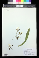 Oncidium maculatum image