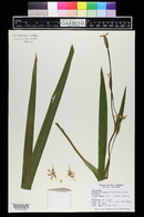 Neomarica longifolia image