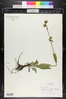 Arnica parryi image