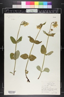 Arnica latifolia image